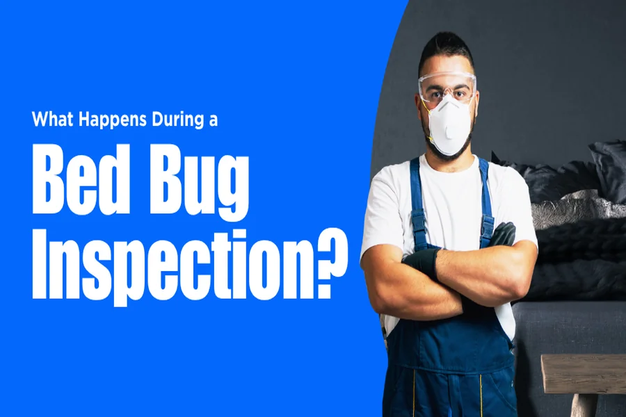What Happens During a Bed Bug Inspection?