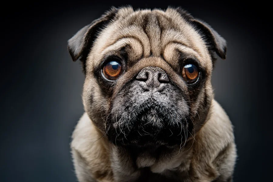 stop breeding dogs quotes